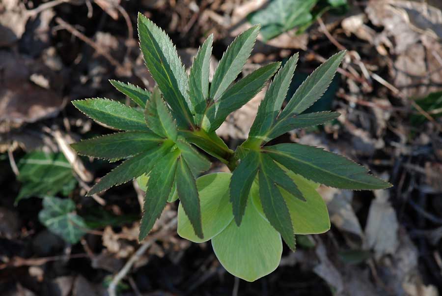 Helleborus viridis  / Elleboro verde